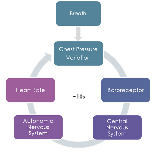 Breathing Cycle Heart Rate Variability RSA Coherence Cardiorespiratory